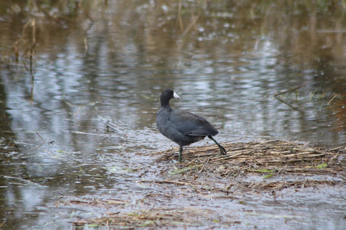 American Coot - ML645671643