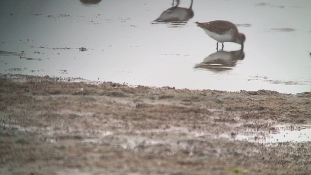 bonapartesnipe - ML645671644