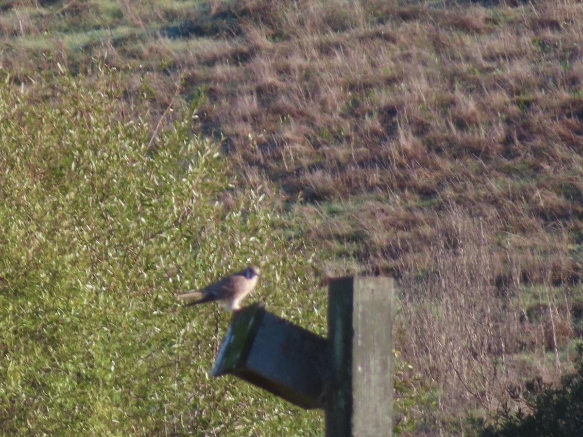 American Kestrel - ML645671649