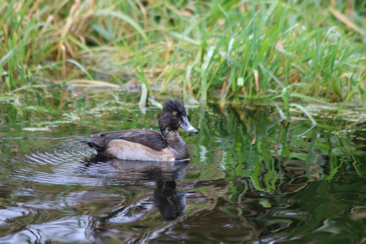 環頸潛鴨 - ML645671650