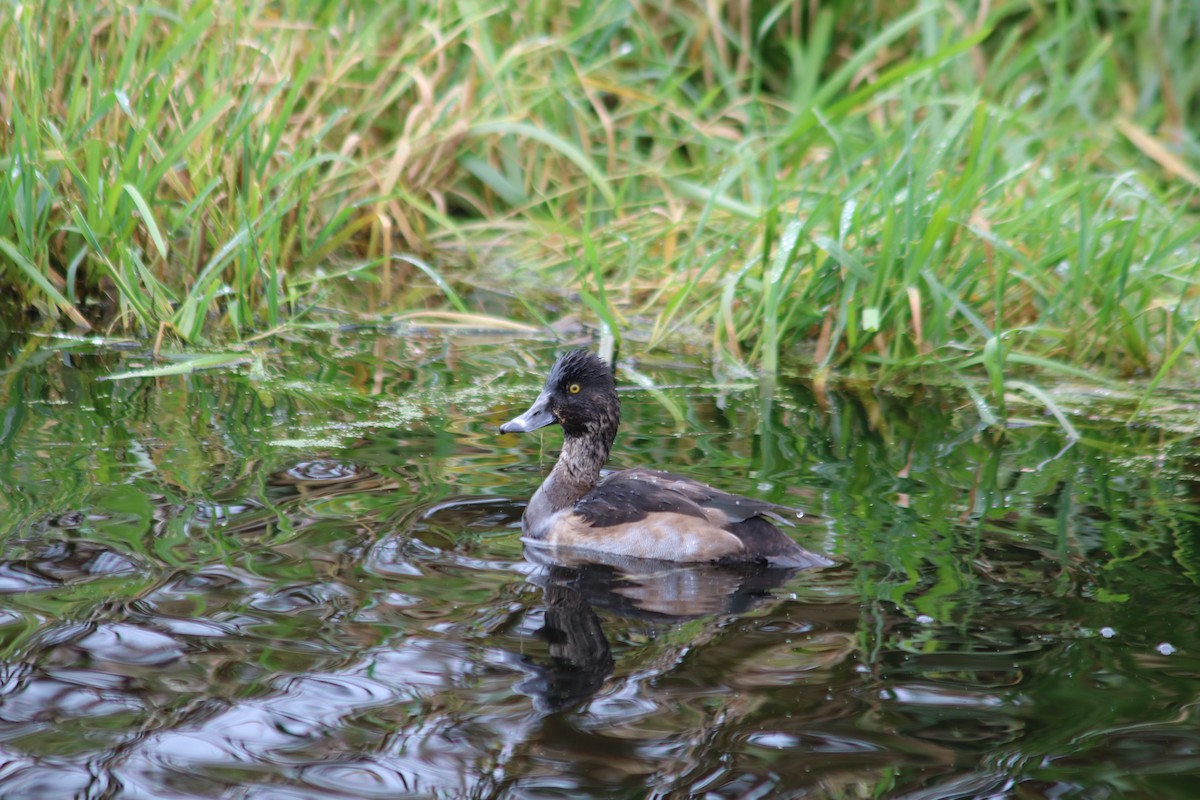 環頸潛鴨 - ML645671652