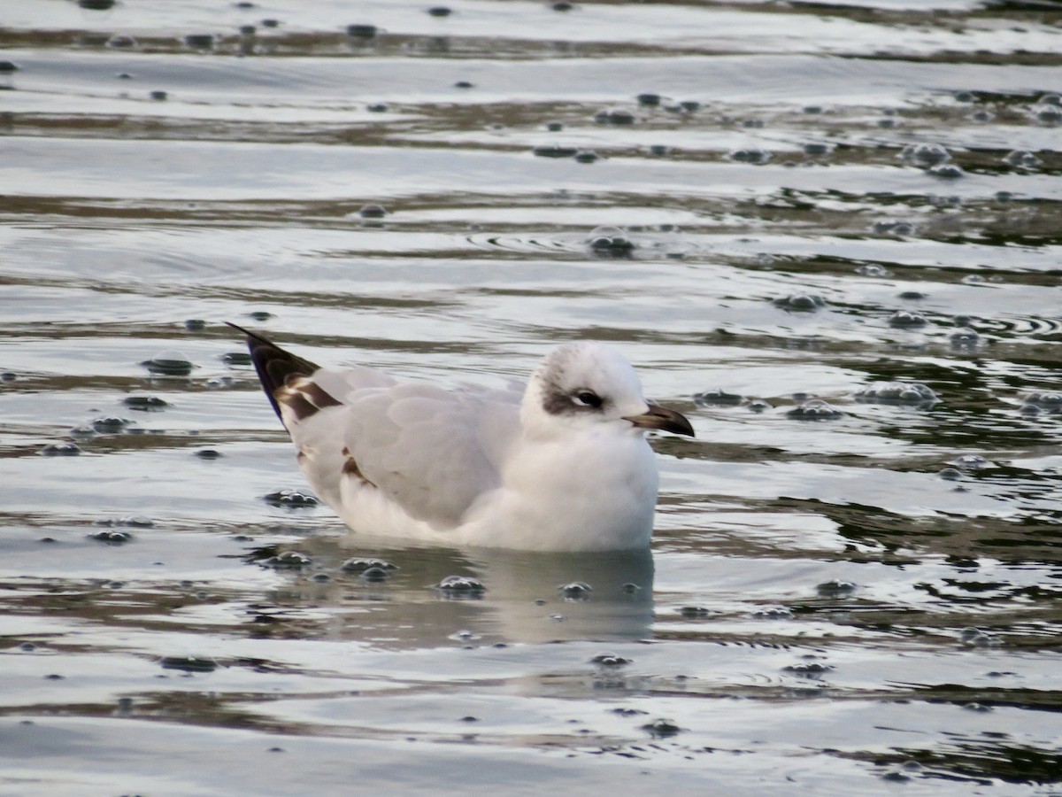 Mediterranean Gull - ML645671657