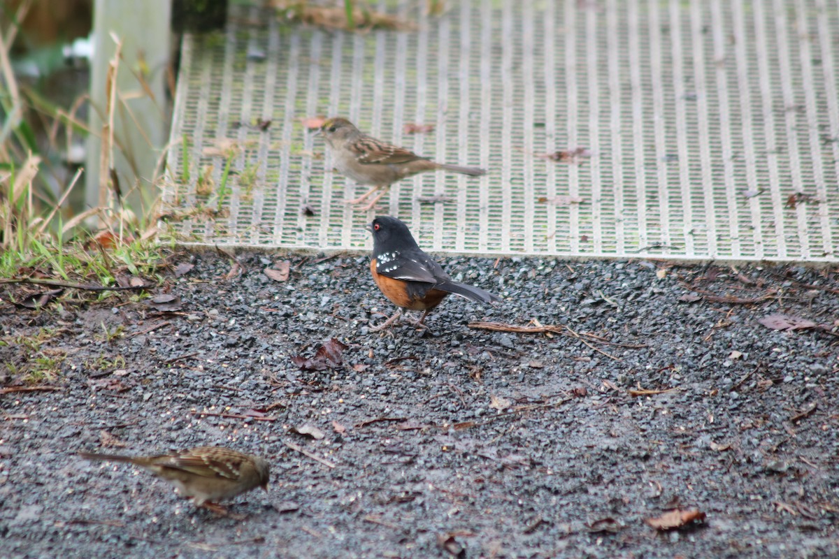Spotted Towhee - ML645671675