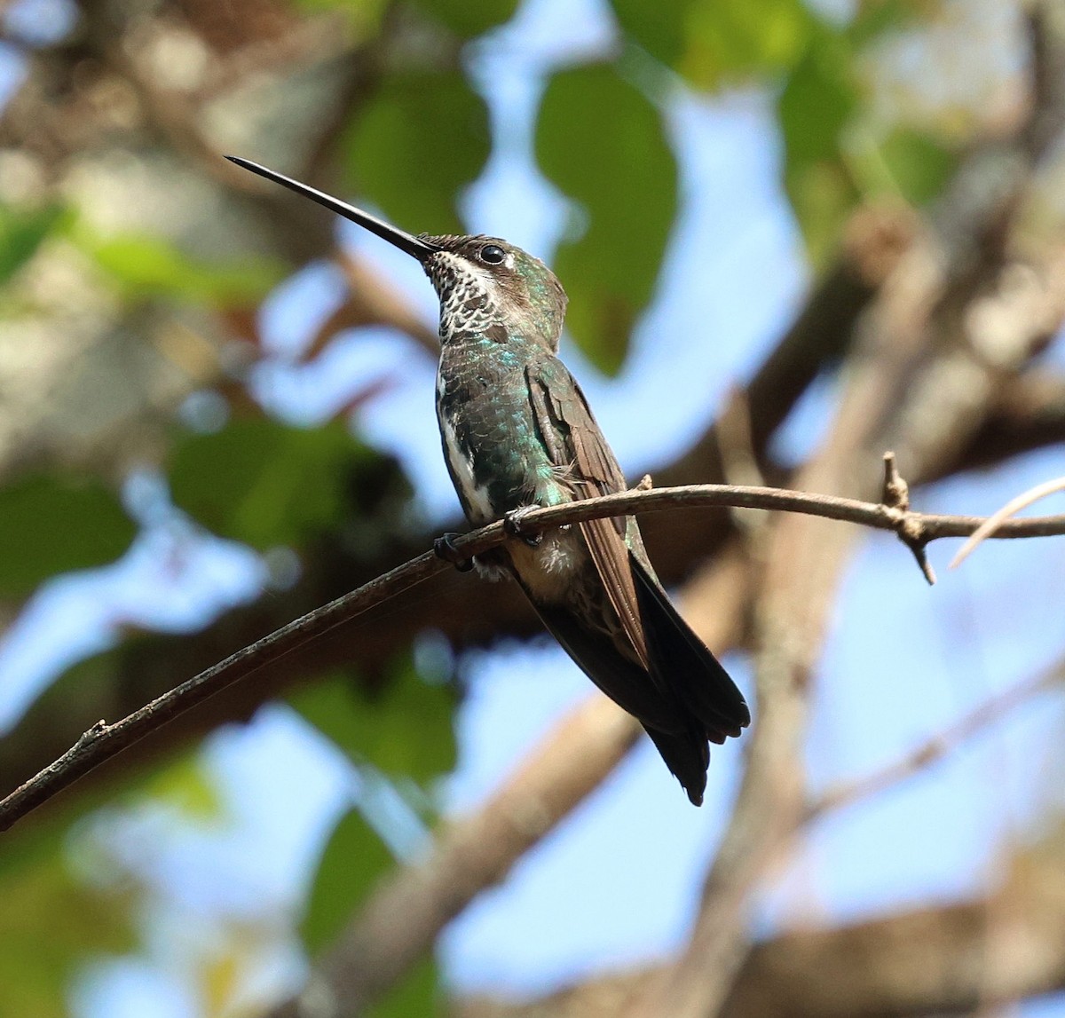 Ak Şeritli Yıldızlıgerdan - ML645671681