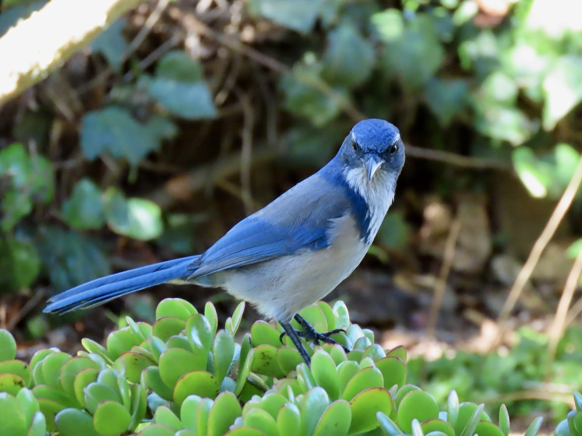 California Scrub-Jay - ML645671695