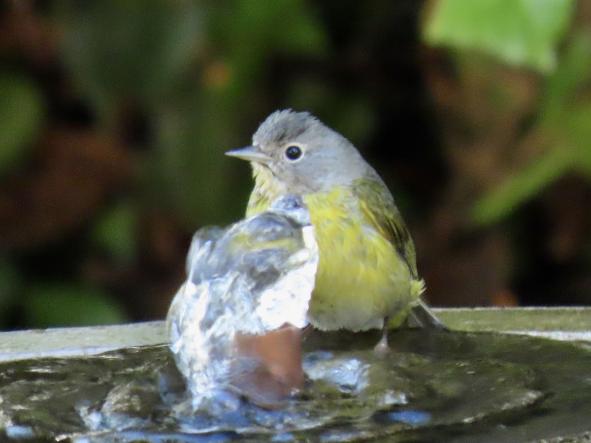 Nashville Warbler - ML645671713