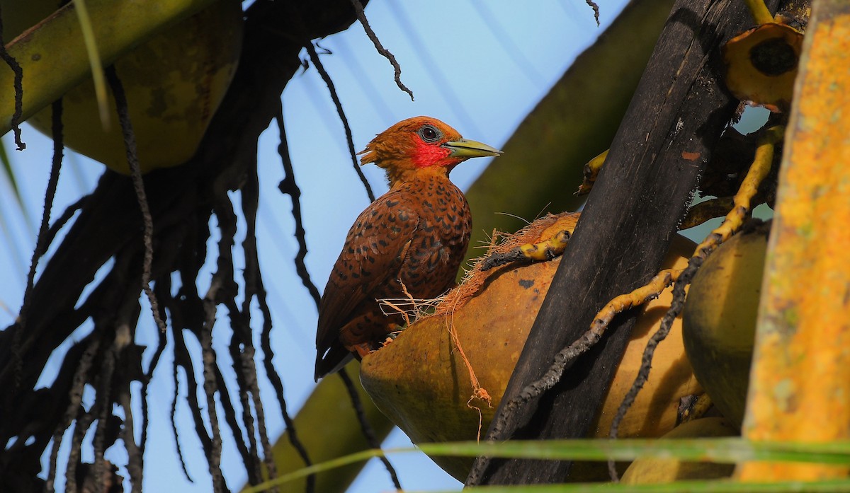 Каштановый дятел-гренадер - ML645671714