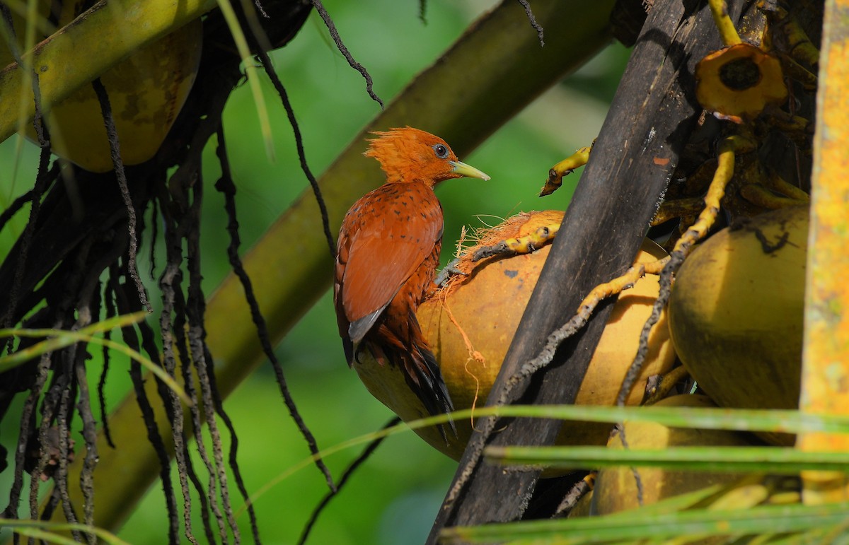 Каштановый дятел-гренадер - ML645671715