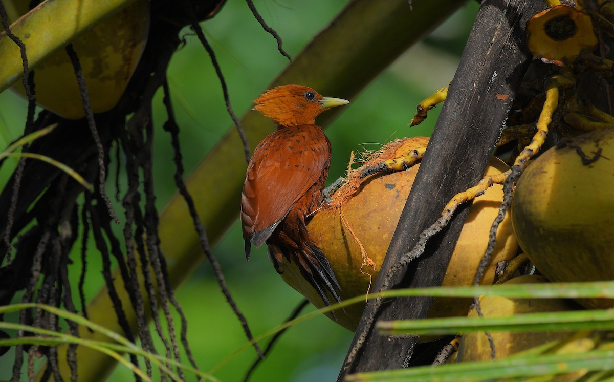 Каштановый дятел-гренадер - ML645671716