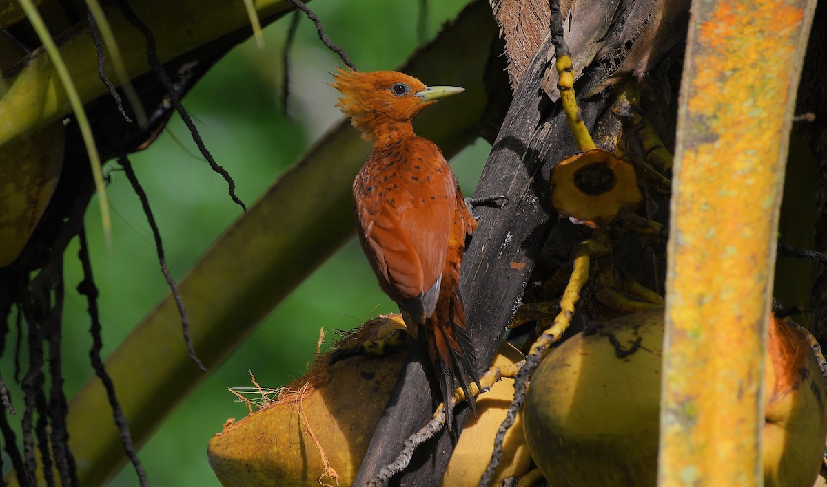 Каштановый дятел-гренадер - ML645671717