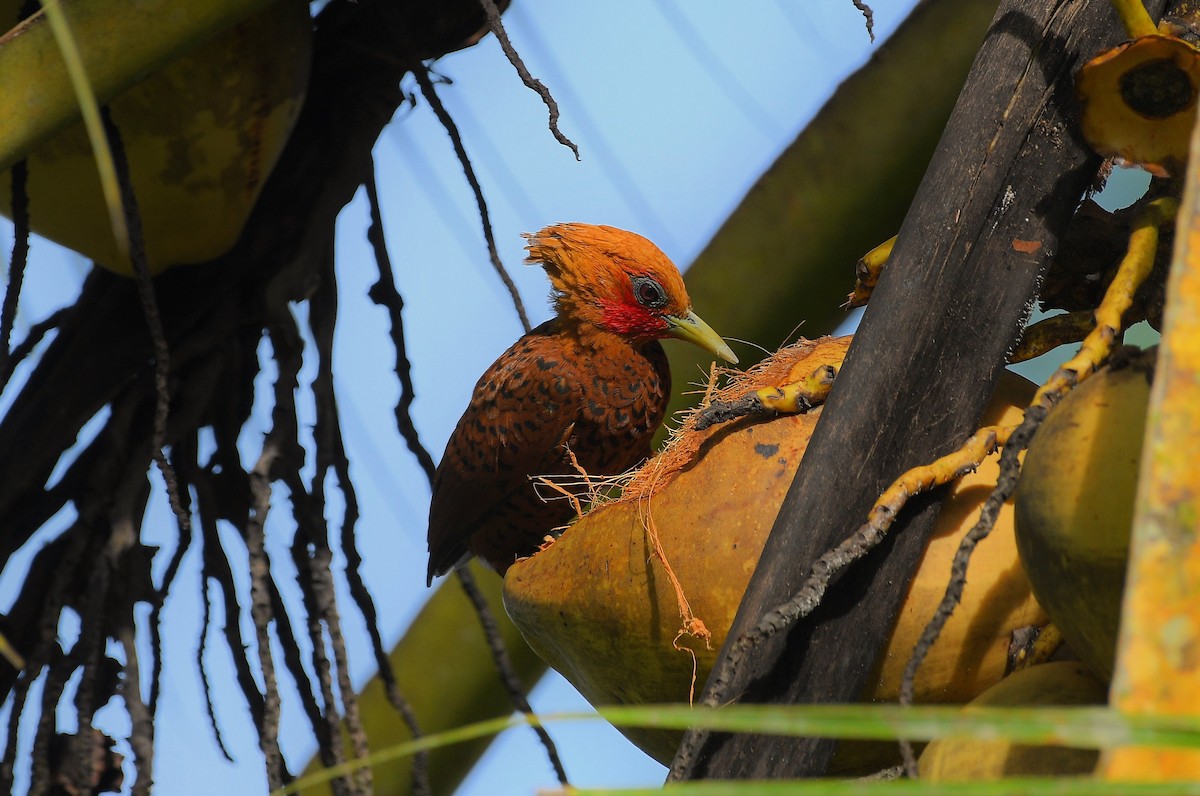 Каштановый дятел-гренадер - ML645671720