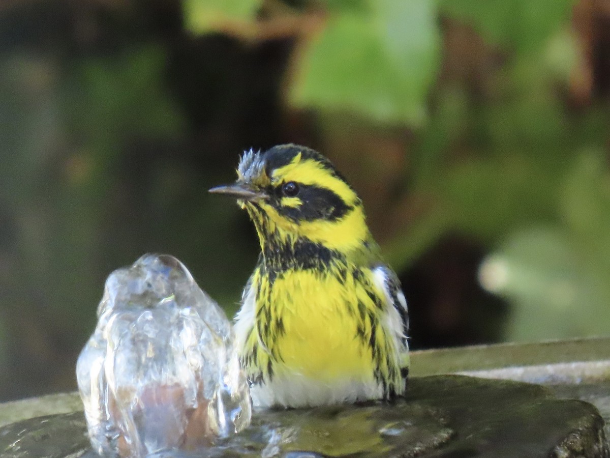 Townsend's Warbler - ML645671731