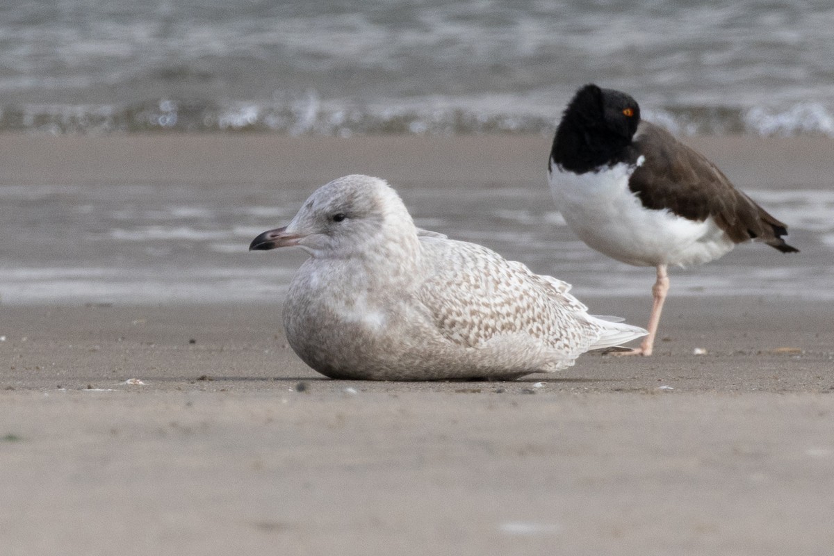 Iceland Gull - ML645671735