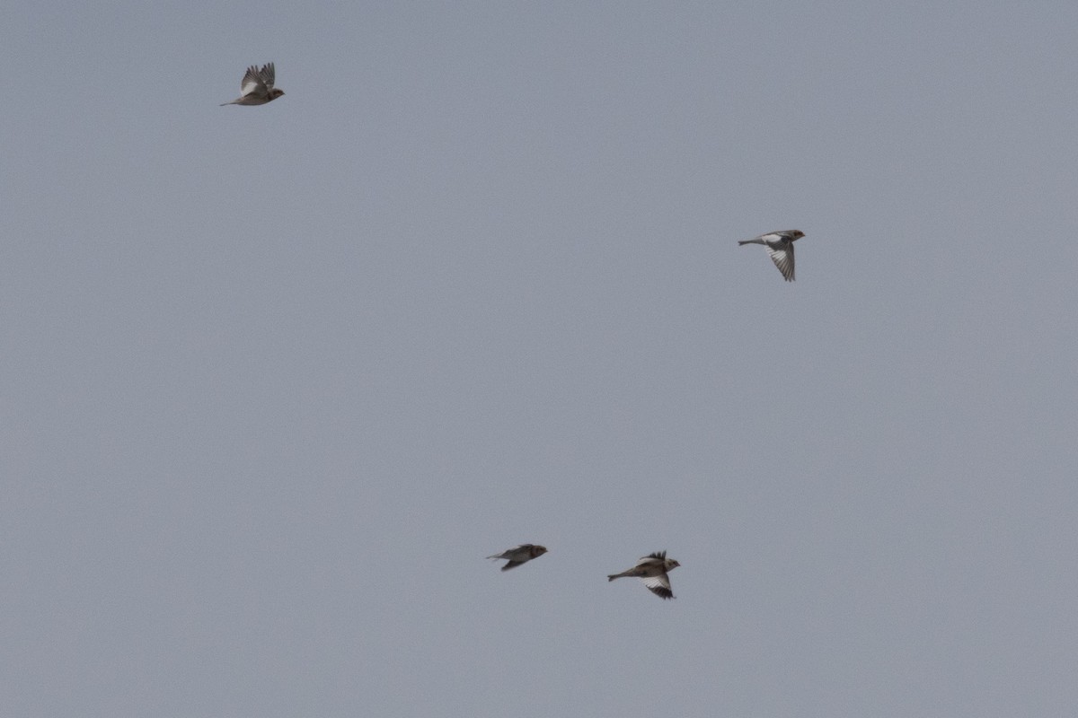 Snow Bunting - ML645671743