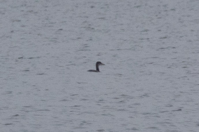 Red-necked Grebe - ML645671761