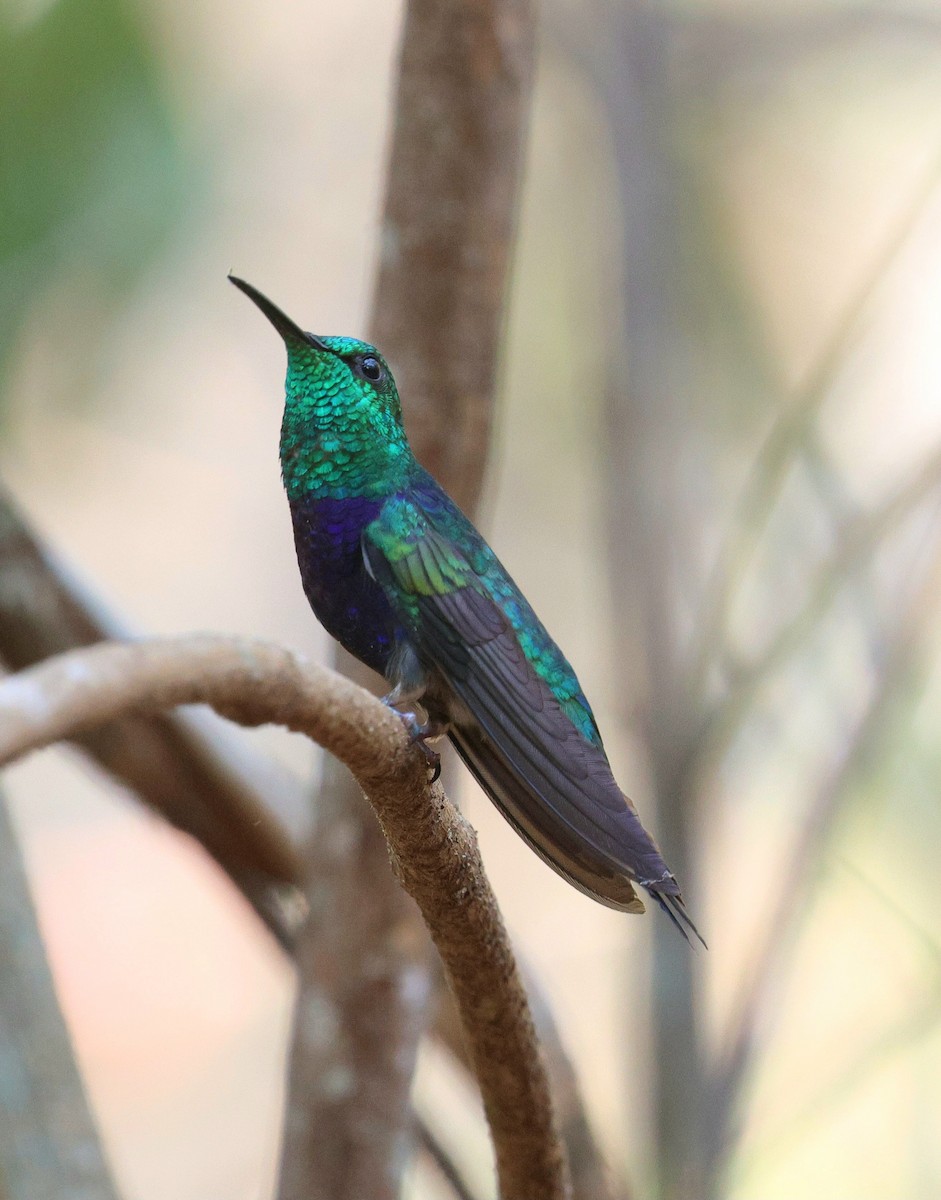 Çatal Kuyruklu Ormanperisi - ML645671766