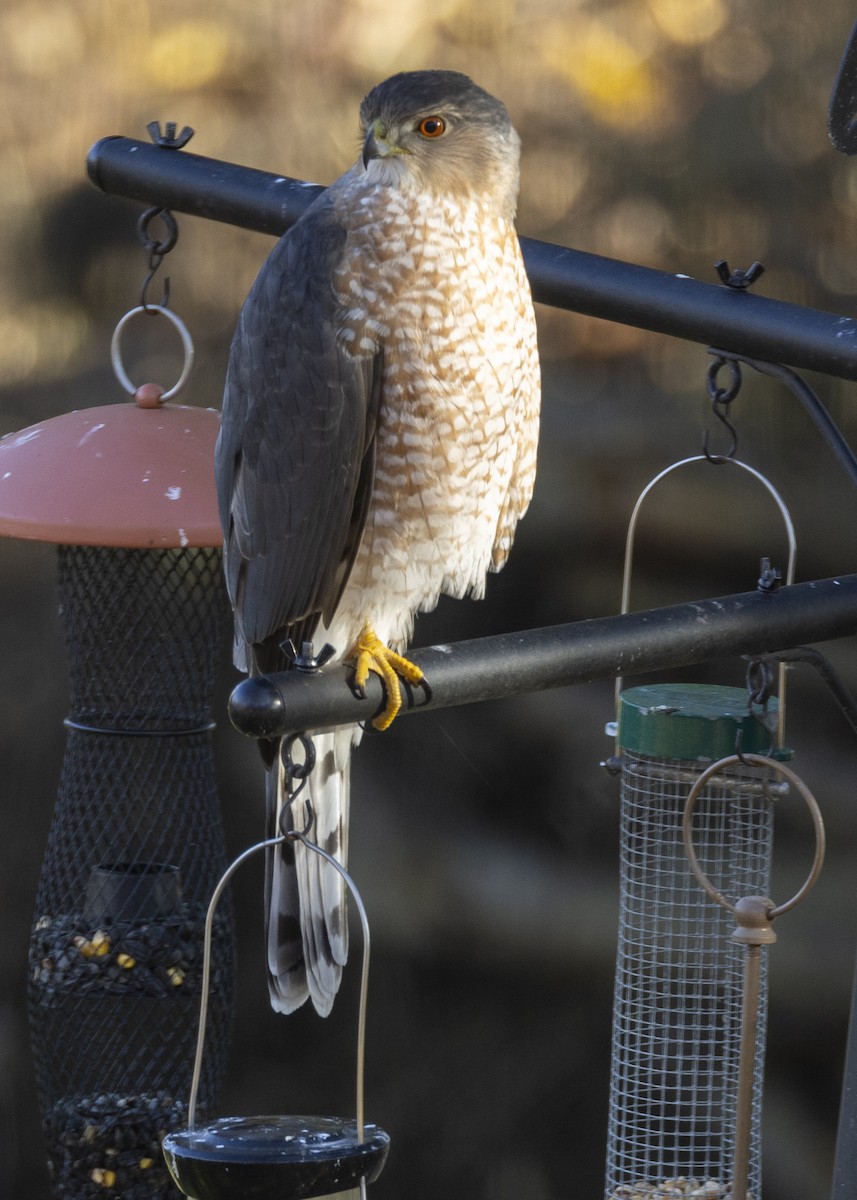 Cooper's Hawk - ML645671770