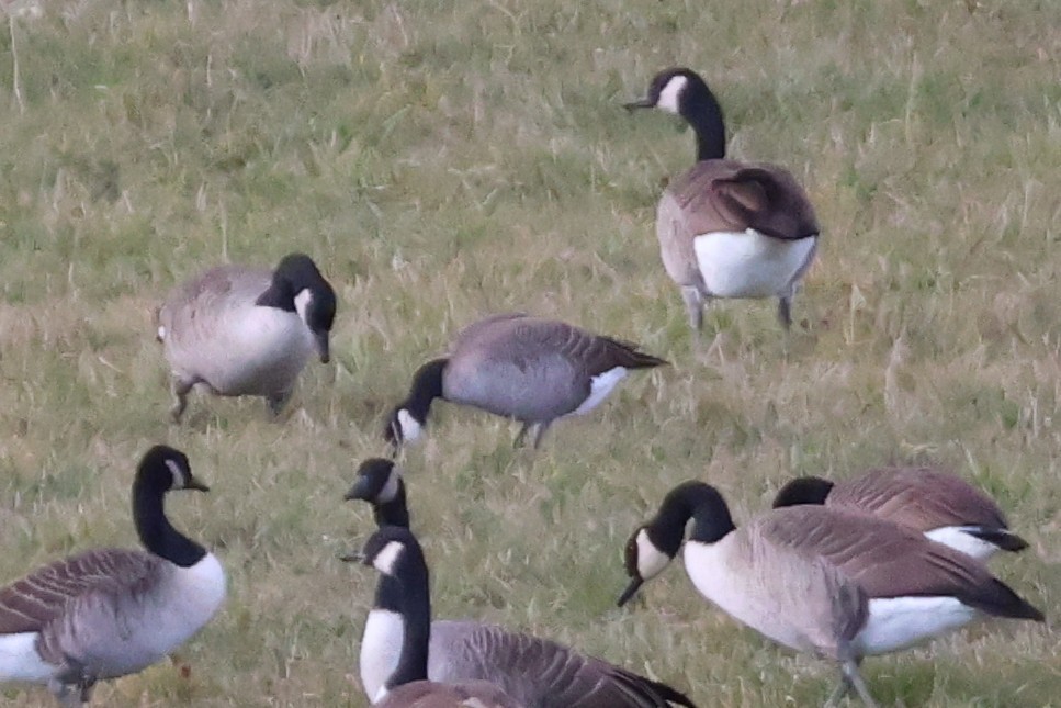 小加拿大雁 - ML645671771