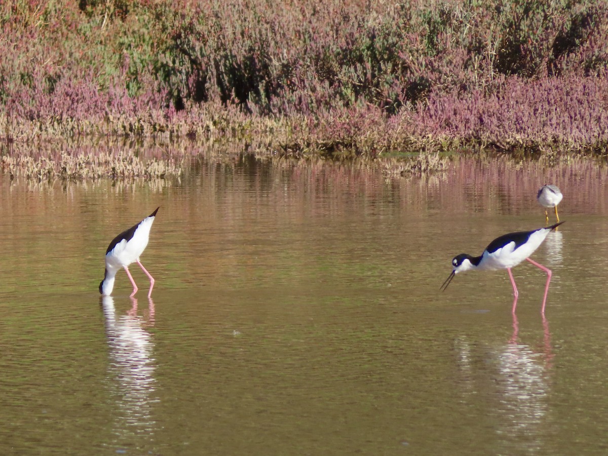 Black-necked Stilt - ML645671772
