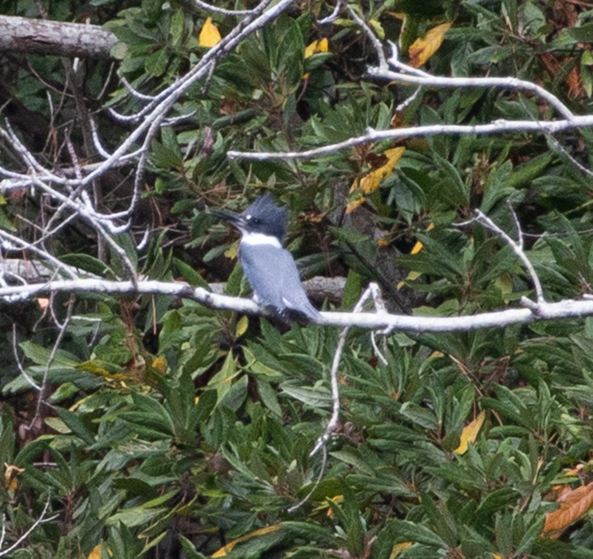 Belted Kingfisher - ML645671776