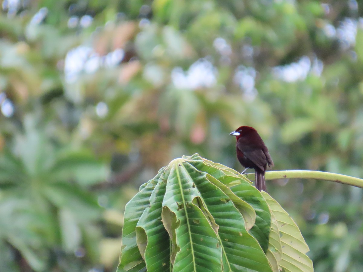 Silver-beaked Tanager - ML645671779