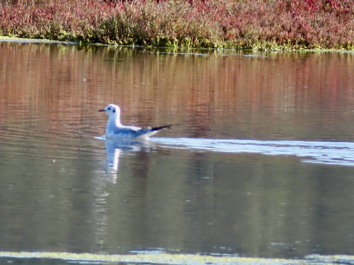 Bonaparte's Gull - ML645671786