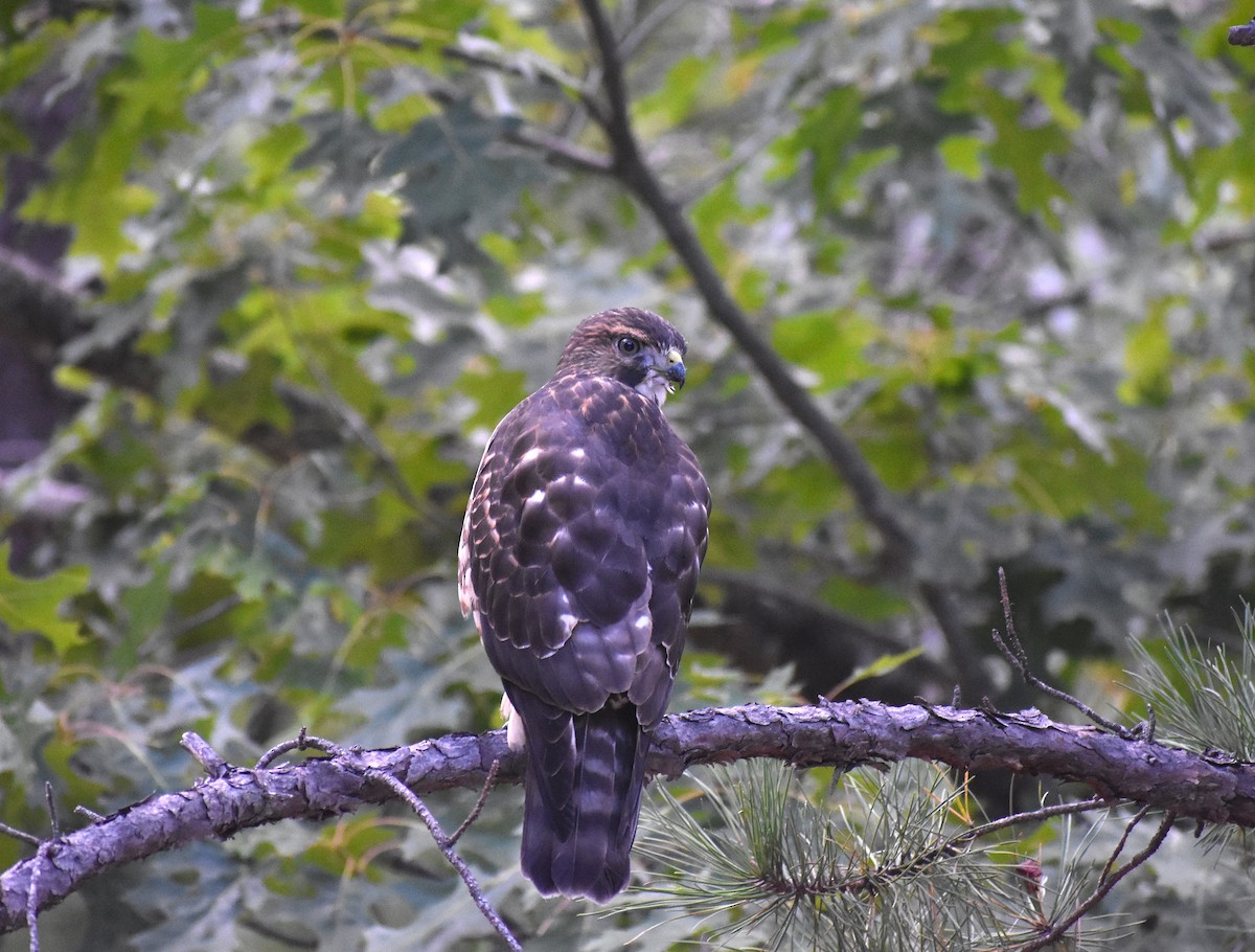 Broad-winged Hawk - ML645671787