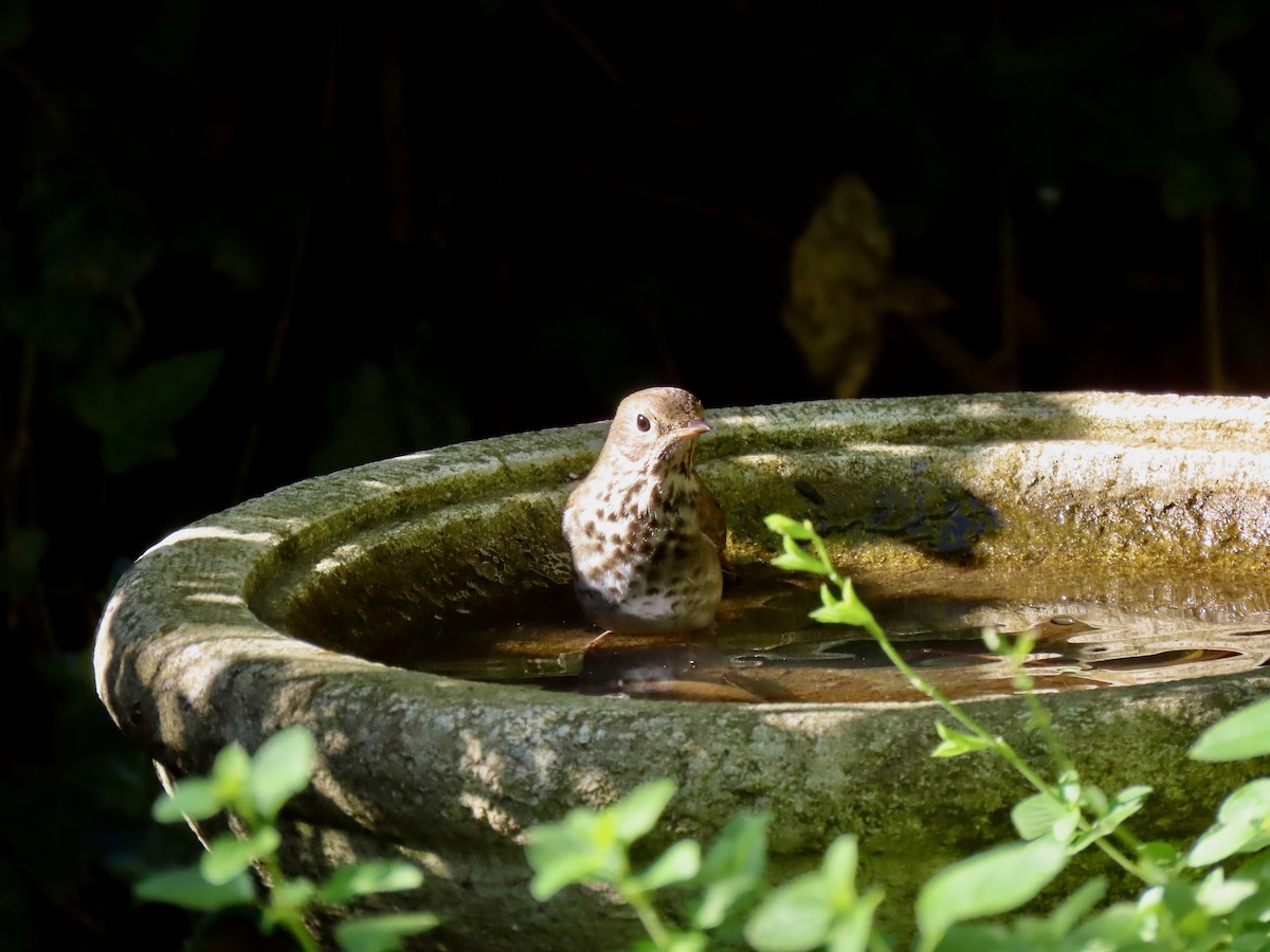 Hermit Thrush - ML645671790