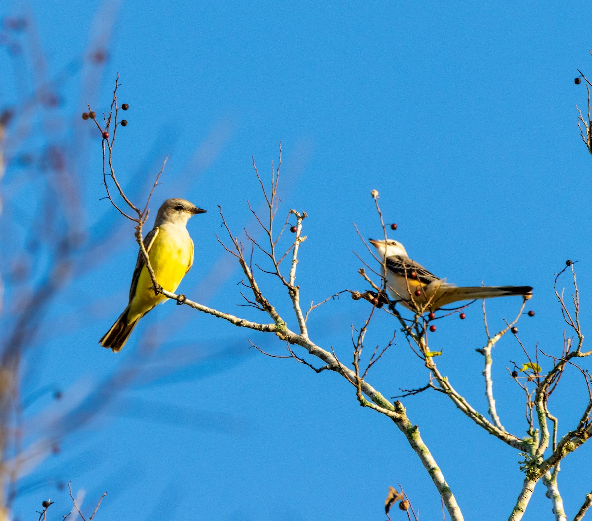 Western Kingbird - ML645671794
