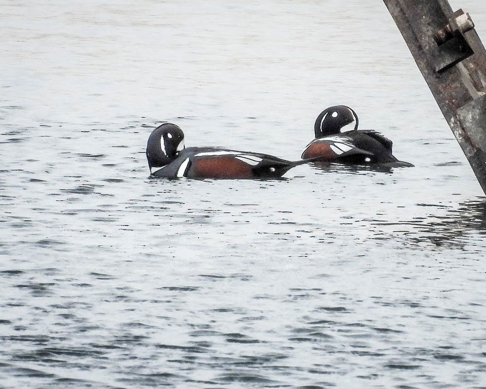 Moretta arlecchino - ML645671797