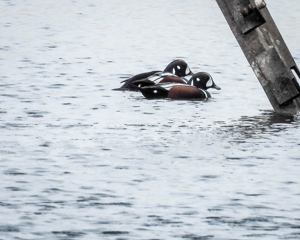 Moretta arlecchino - ML645671798