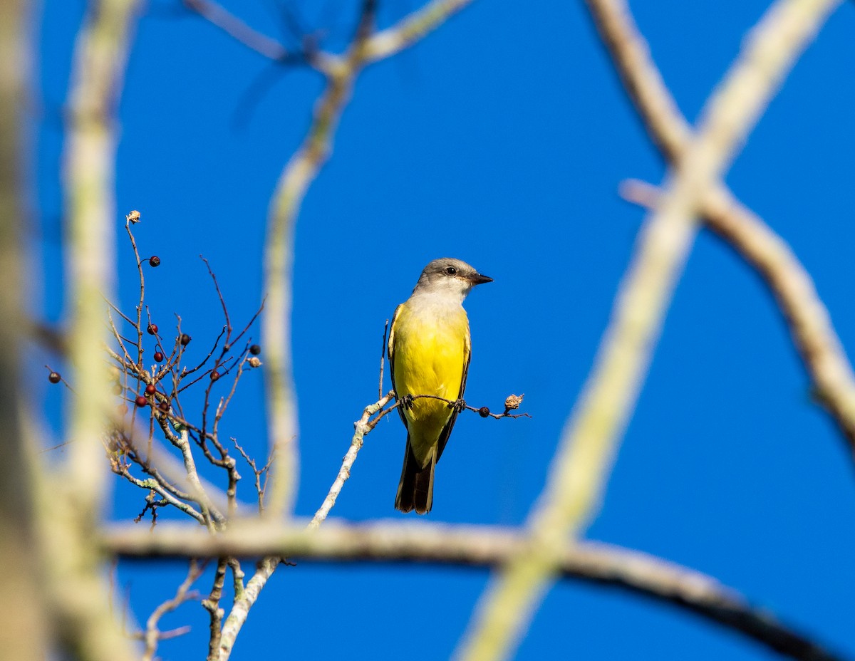 Western Kingbird - ML645671808