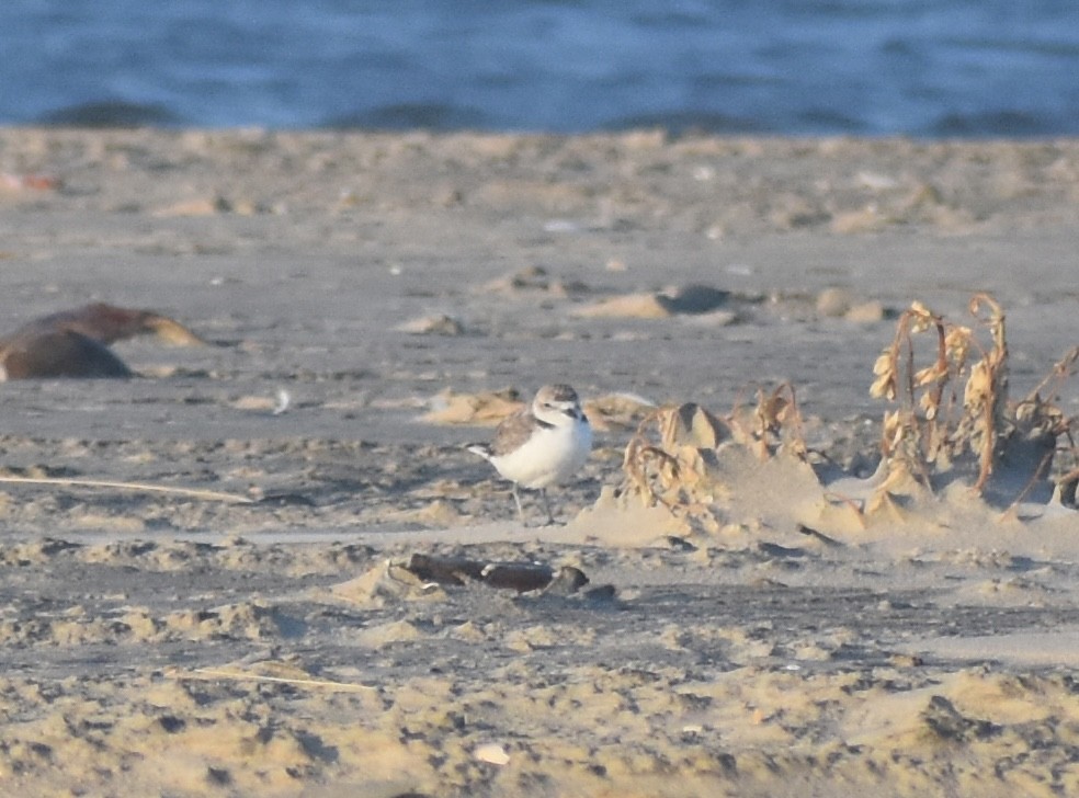 Snowy Plover - ML645671816
