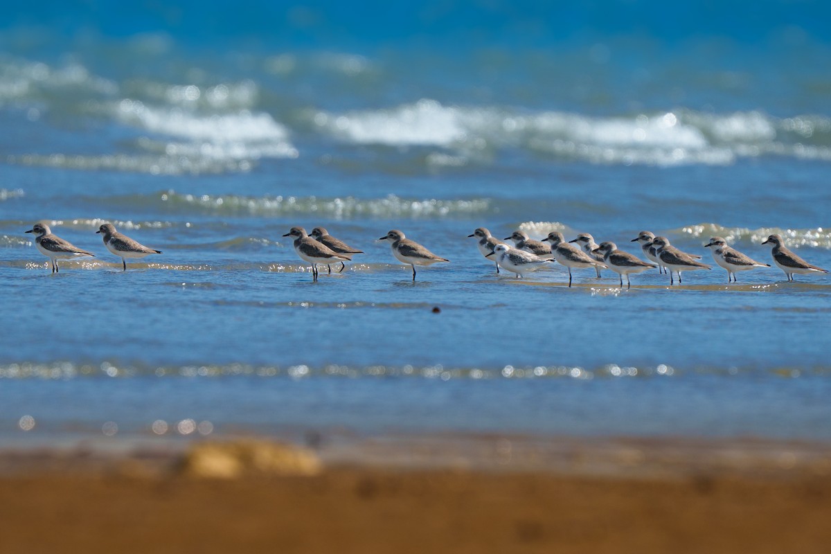 Tibetan Sand-Plover - ML645671818