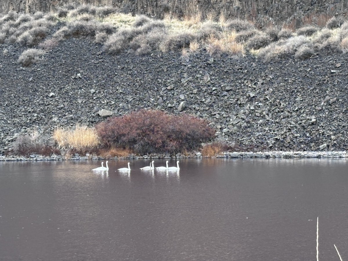 Trumpeter Swan - ML645671825