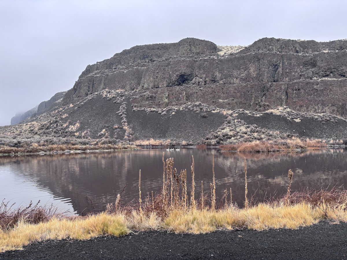 Trumpeter Swan - ML645671826