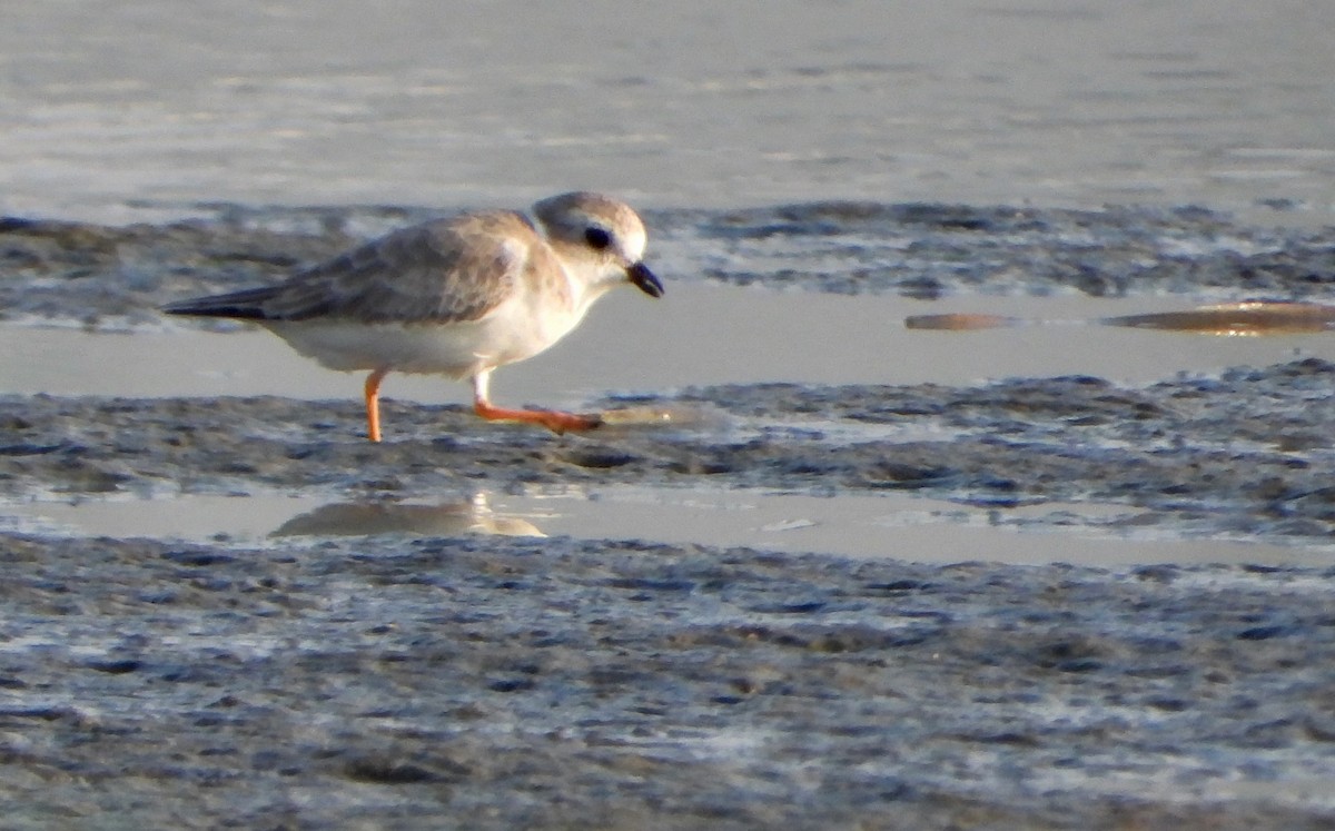 Islıkçı Cılıbıt - ML645671834