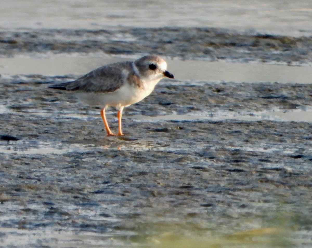 Islıkçı Cılıbıt - ML645671835