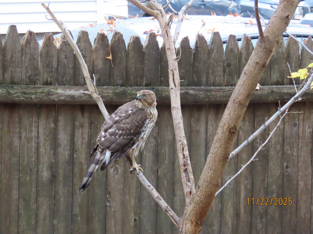 クーパーハイタカ - ML645671846