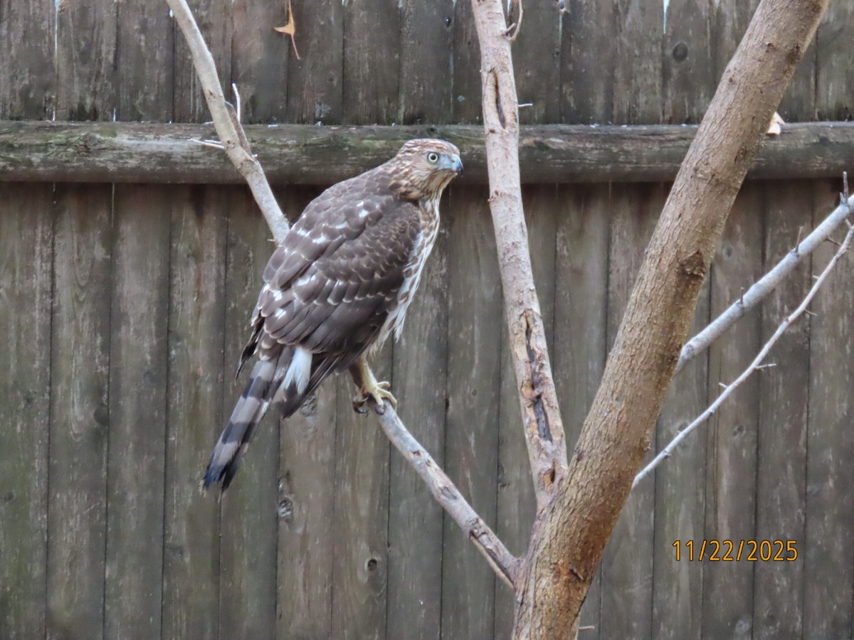 クーパーハイタカ - ML645671847