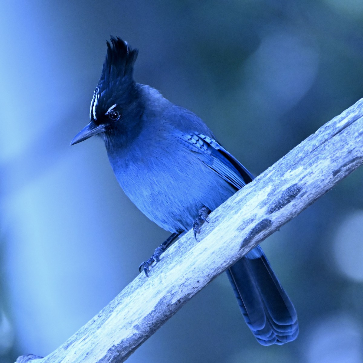 Steller's Jay (Southwest Interior) - ML645671848