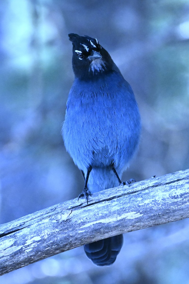 Steller's Jay (Southwest Interior) - ML645671855