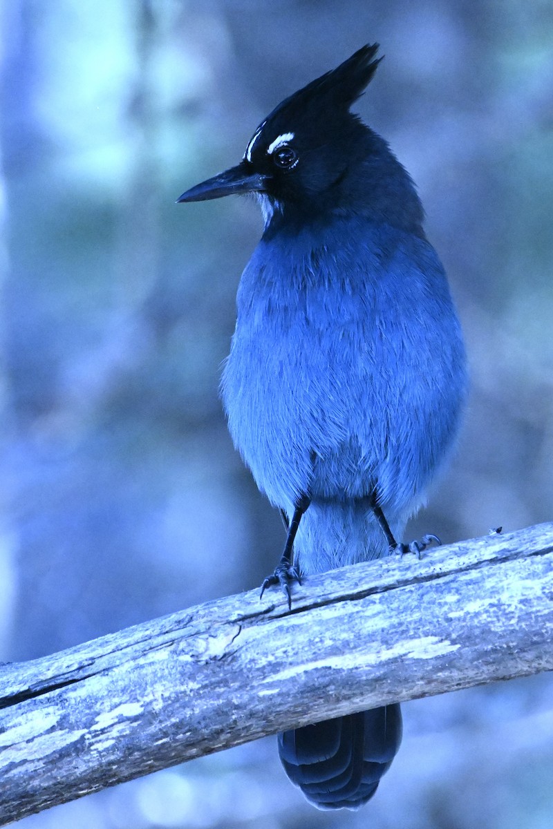 Steller's Jay (Southwest Interior) - ML645671857