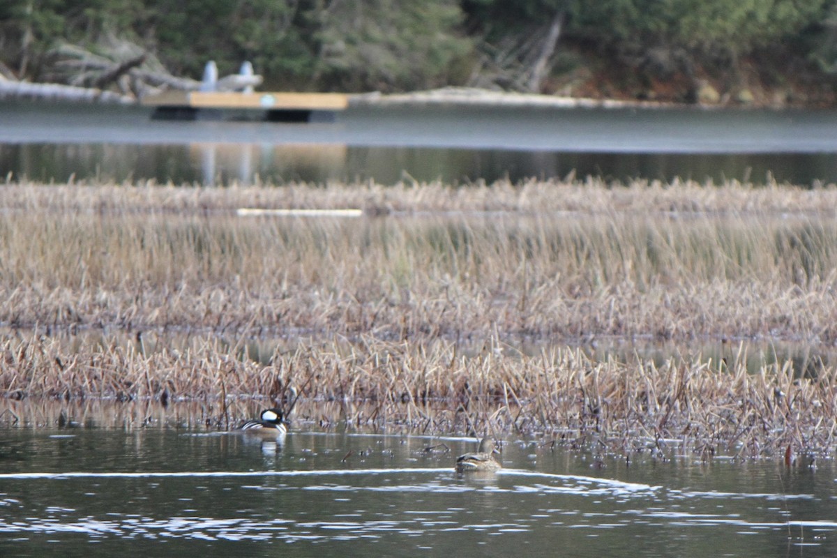 Hooded Merganser - ML645671858