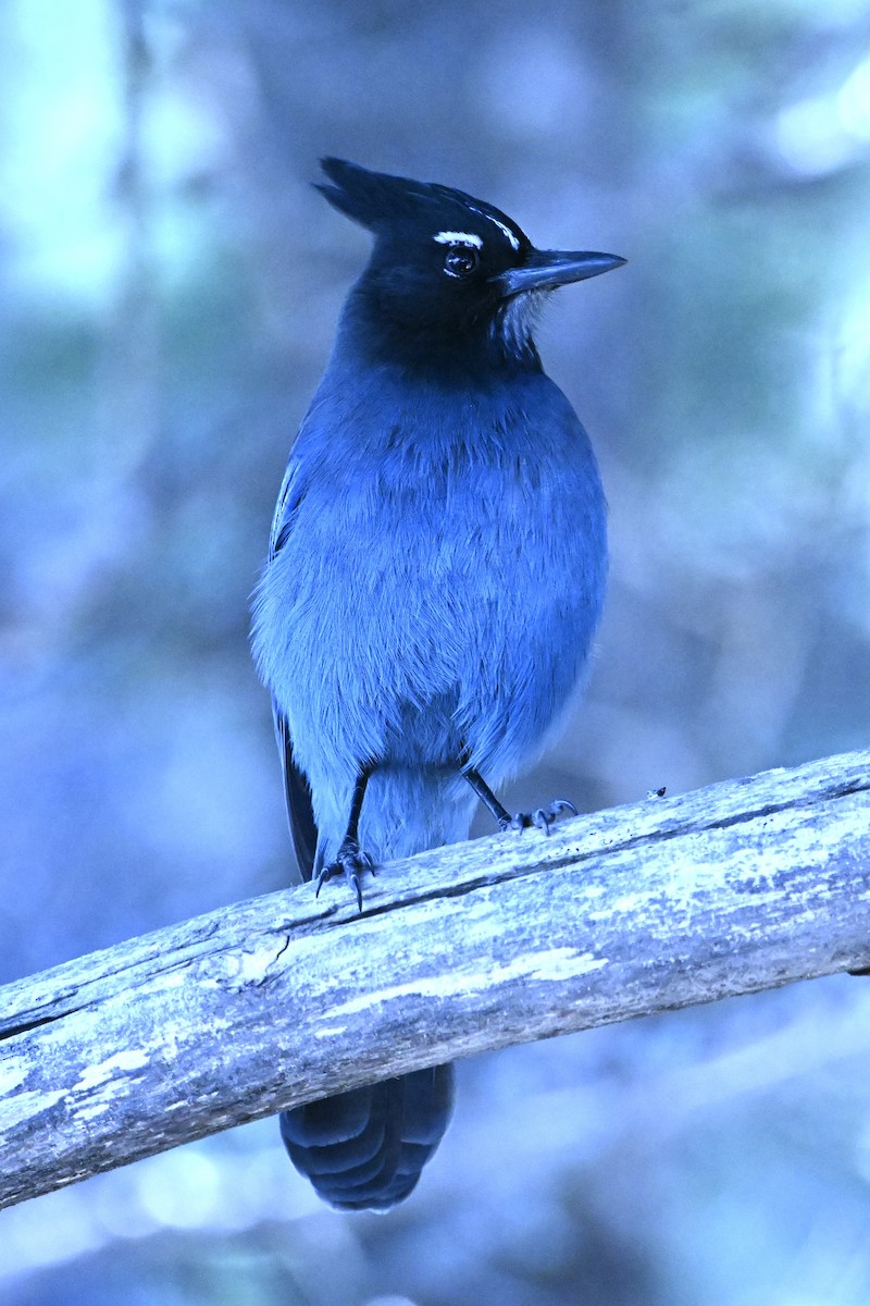 Steller's Jay (Southwest Interior) - ML645671859