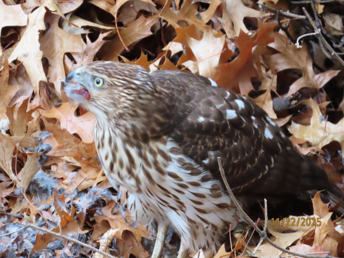 クーパーハイタカ - ML645671866