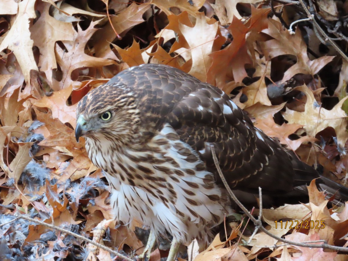 クーパーハイタカ - ML645671867