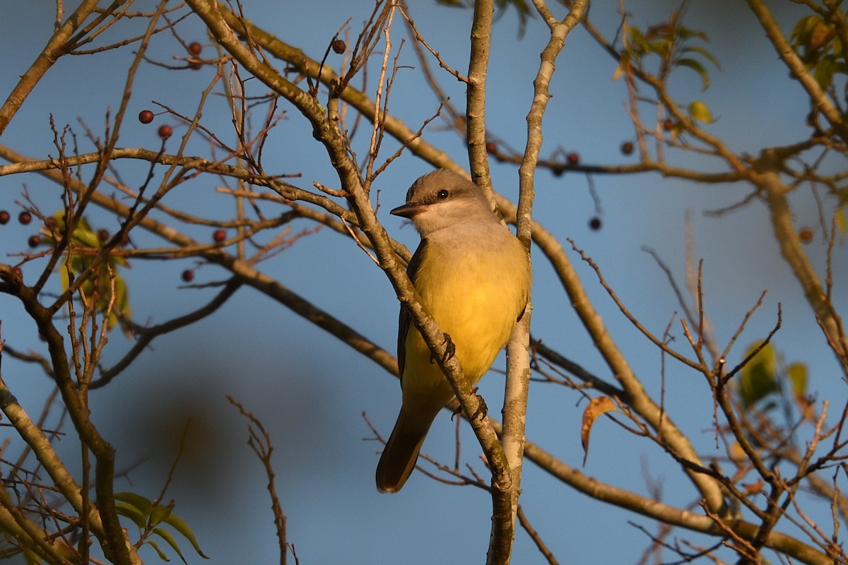 Western Kingbird - ML645671870