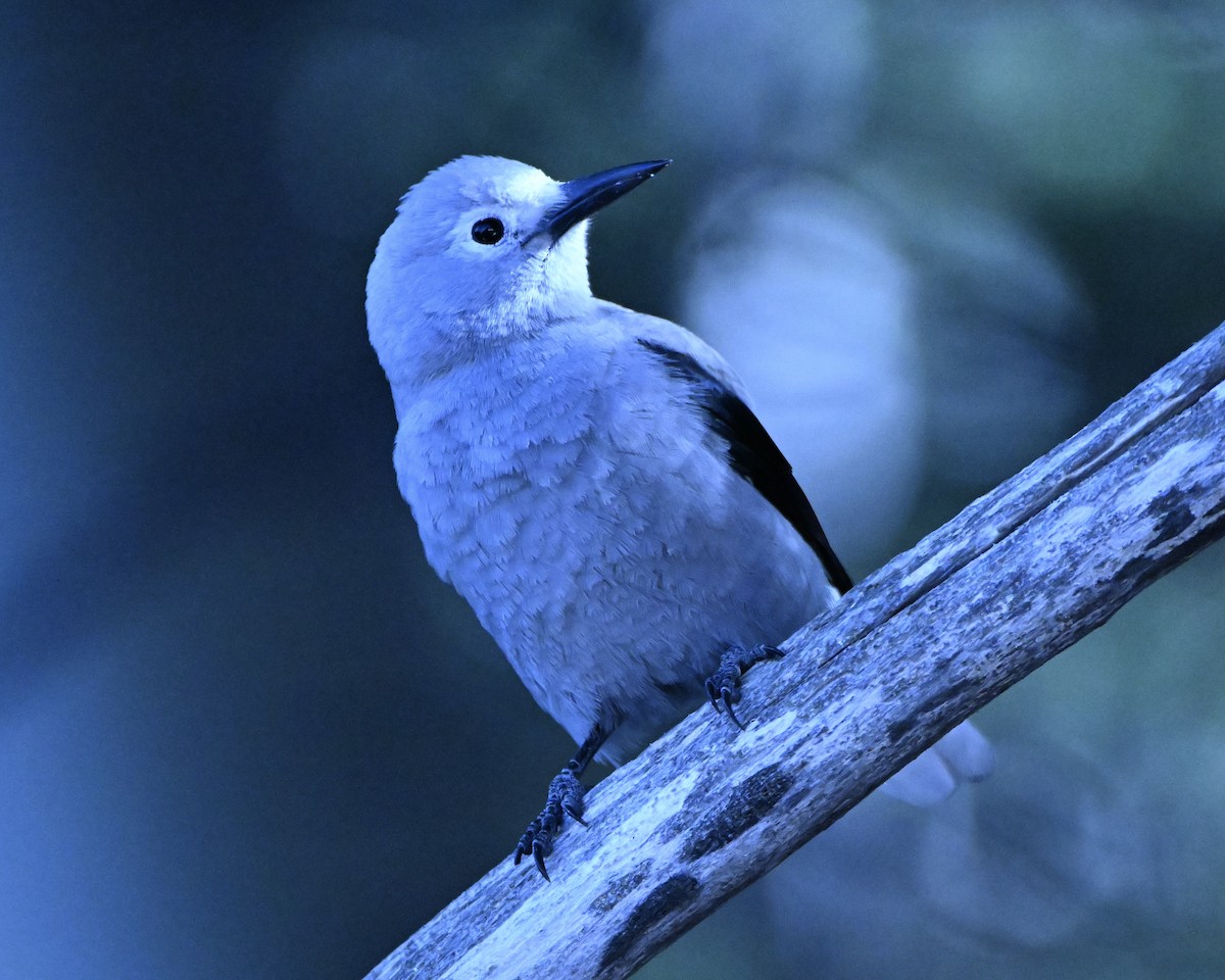 Clark's Nutcracker - ML645671872