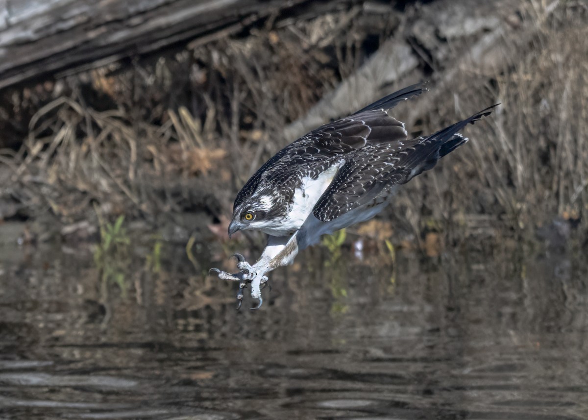 Osprey - ML645671875